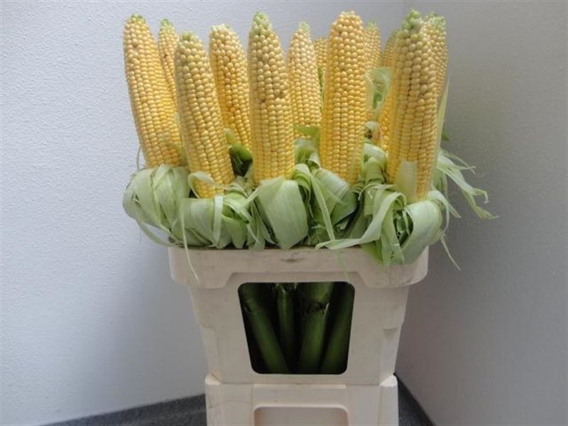 Фаллоимитатор В Виде Кукурузы