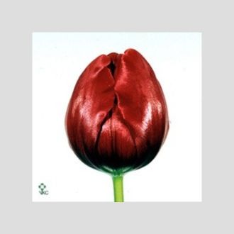 тюльпан Victor Mundi