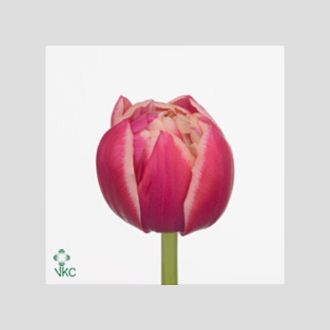 тюльпан Columbus