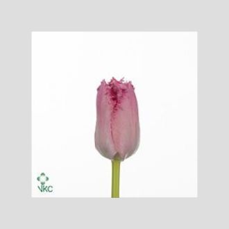 тюльпан Fr. Santander