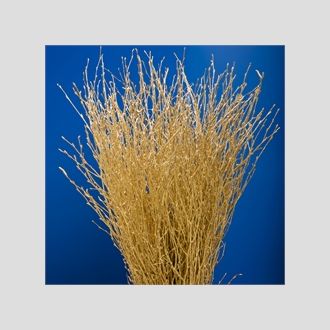 берёза жёлтая