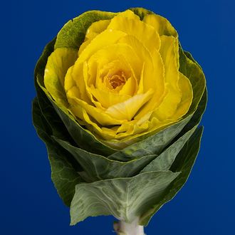 брассика жёлтая