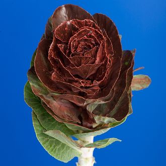 брассика коричневая