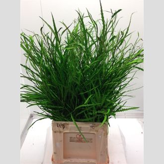 гривелия зелёная