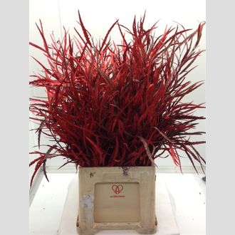 гривелия красная