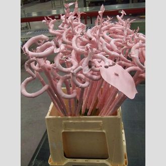 драцена бамбук роз