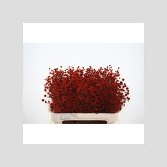 стилингия красная