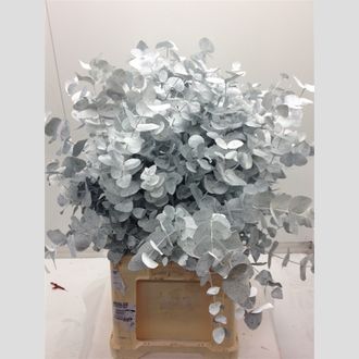 эвкалипт белый