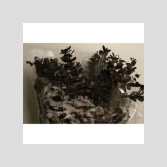 эвкалипт чёрный