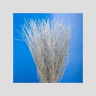 берёза серебряная