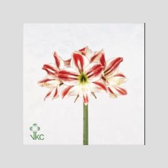 Амариллис Ambince