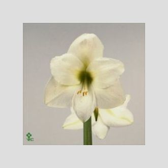 амариллис Mont Blanc