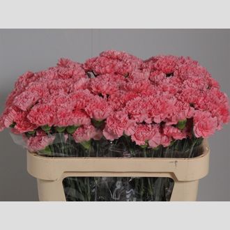 гвоздика Betsy