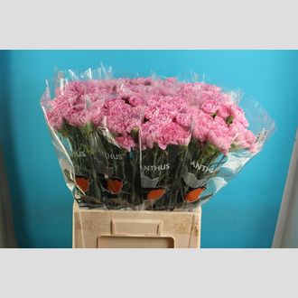 гвоздика Birmania-Cassandra