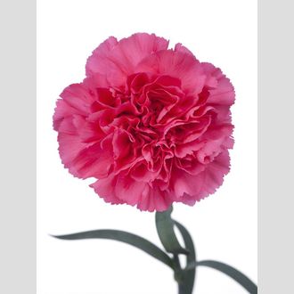 гвоздика Castellaro