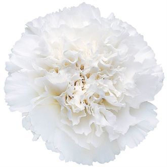 гвоздика Delphi-Northwind