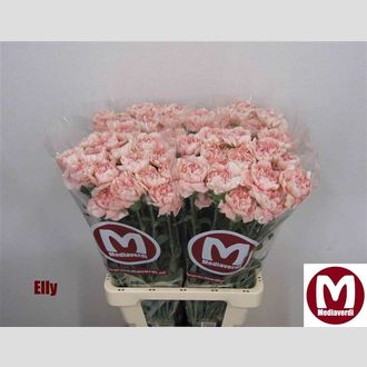 гвоздика Elly