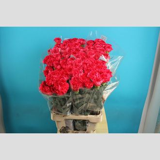 гвоздика Foxtrot