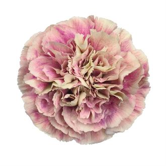 гвоздика Antigua