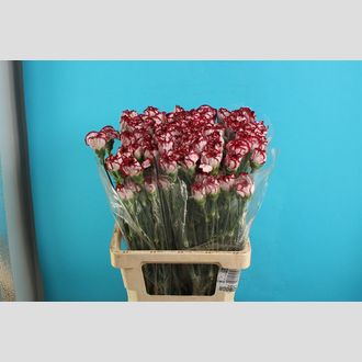 гвоздика Kino