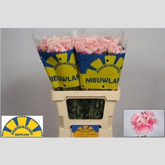 гвоздика Magic Apple Tea