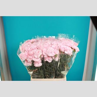 гвоздика Moselle