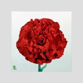 гвоздика Nelson