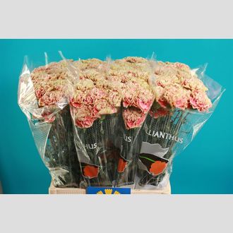 гвоздика Premiero Mango