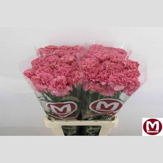 гвоздика sekirei