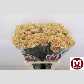 гвоздика Terracotta