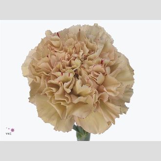 гвоздика Viper Wine