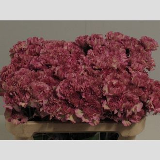 гвоздика Ariel Sephia