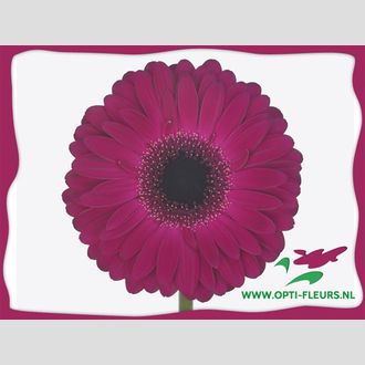 гербера Aladin