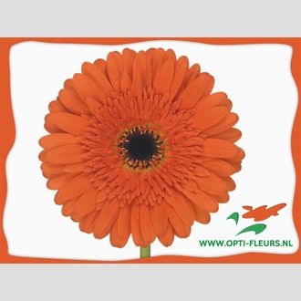 гербера Candela