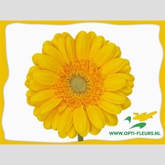 гербера Captiva