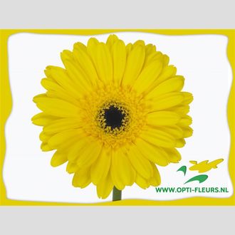 гербера Don Leo