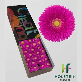 гербера Hollywood