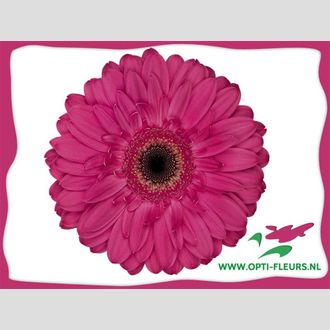 гербера Landmark