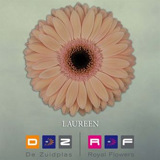 гербера Laureen FFP