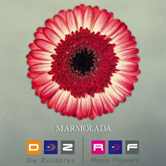 гербера Marmolada FFP