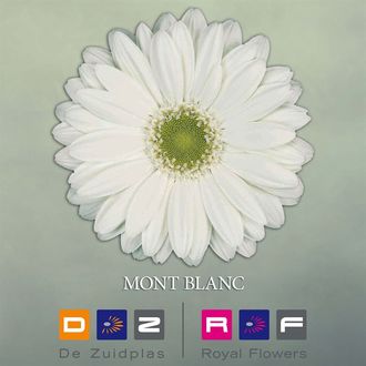 гербера Mont Blanc FFP