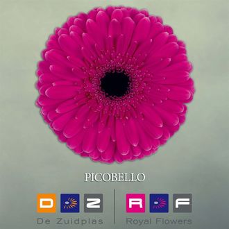 гербера Picobello FFP