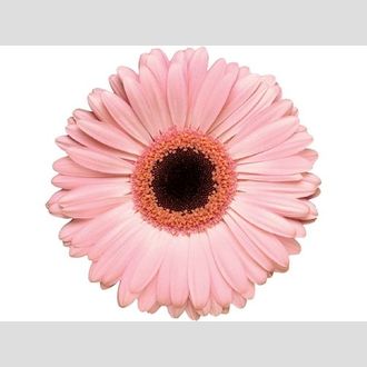 гербера Pinky Eye