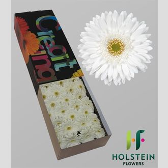 гербера Pole Ice