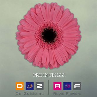 гербера Pre-Intezz FFP