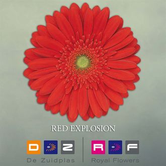 гербера Red Explosion FFP