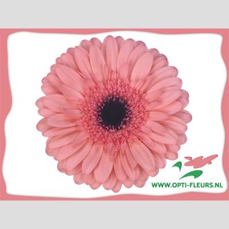 гербера Scala