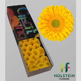 гербера Submarinne