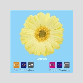 гербера Vamos