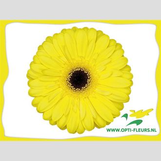 гербера Wake-Up